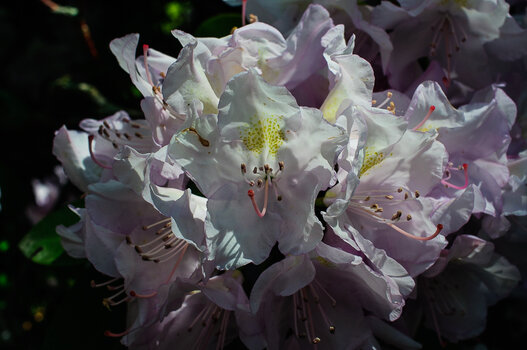 DSC_2471.JPG