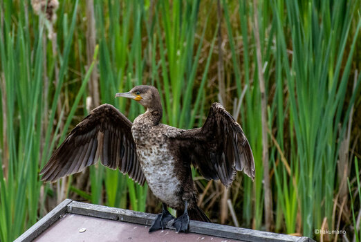 Kormoran 22.jpg