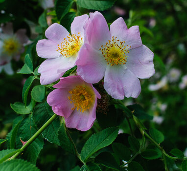 DSC_2417.JPG