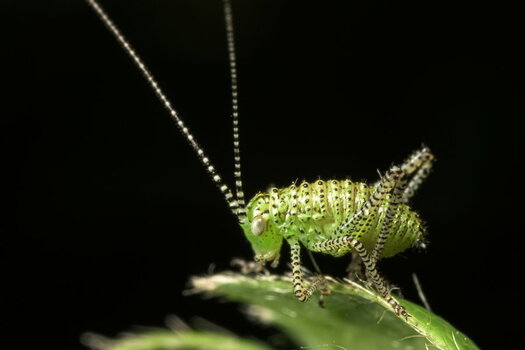 NZ7_5839.JPG