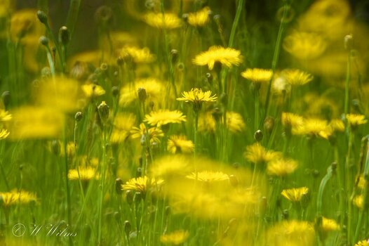 _WW09912_DxO_DxO - Kopie.jpg