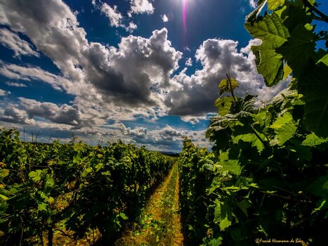Rheinhessen 22 4.jpg