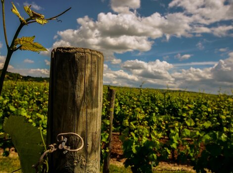 Rheinhessen 22 11.jpg