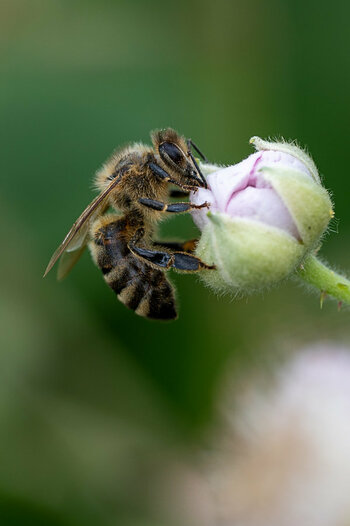 Z62_7320-Internet + Metadaten 1000-2.jpg
