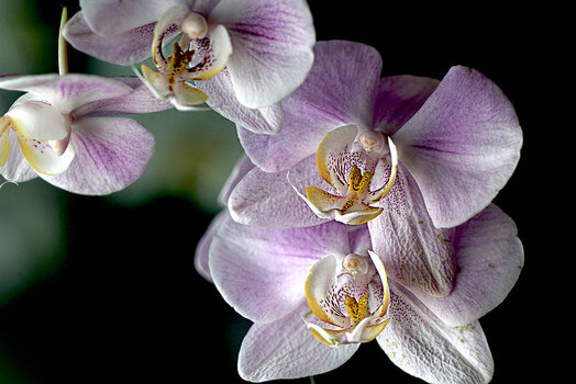 Orchideen.jpg