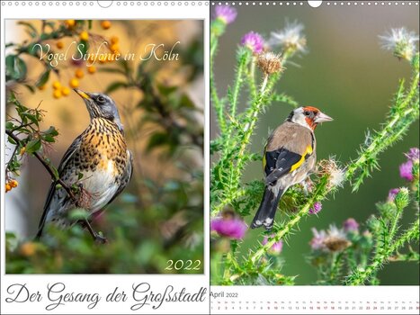 Collage aus 2 Bildern des Kalenders Vogel Sinfonie in Köln von Antje Rosenthal