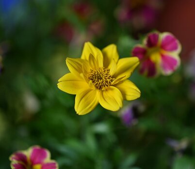 DSC_2453~2.JPG