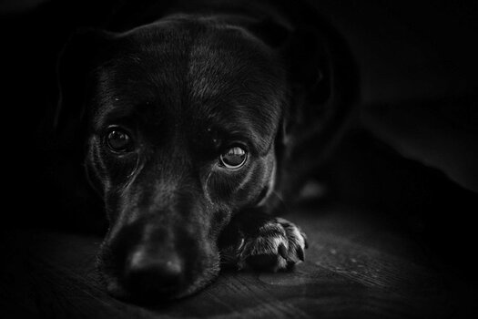 47259110461_8aff50ab6a_o (1).jpg