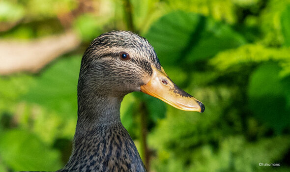 Ente 1.jpg
