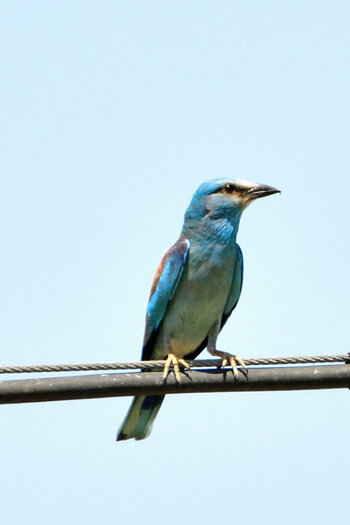 DSC_1847 neu.jpg