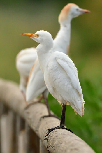DSC_1993 neu.jpg