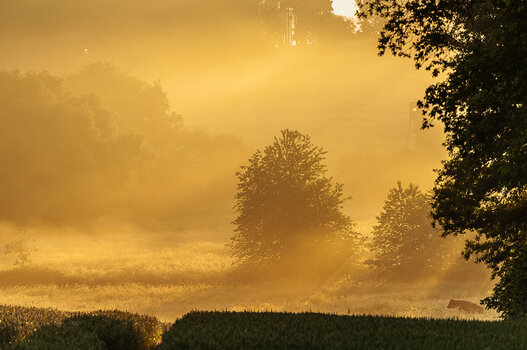 morgennebel-8396.jpg