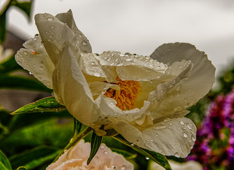 750_7707_DxO.JPG