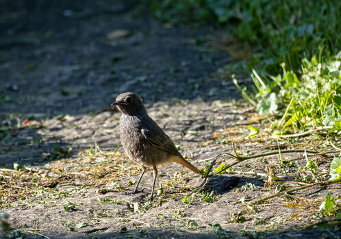 P6110059-2.jpg