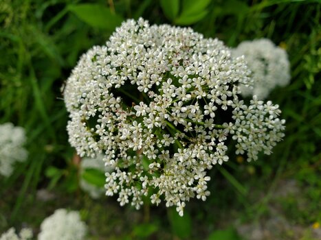 2022-06-01_17-20-52.jpg