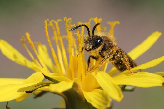Andrena (Sandbiene) auf Blüte. Bild: Hans-Jürgen Sessner Andrena (Sandbiene) auf Blüte. Bild: Hans-Jürgen Sessner