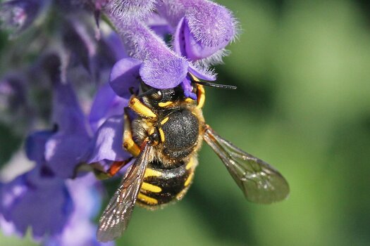 Anthidium Manicatum (Wollbiene, Harzbiene) auf Blüte. Bild: Hans-Jürgen Sessner Anthidium Manicatum (Wollbiene, Harzbiene) auf Blüte. Bild: Hans-Jürgen Sessner