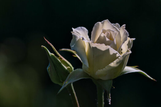 DSC_6926 (1).jpg