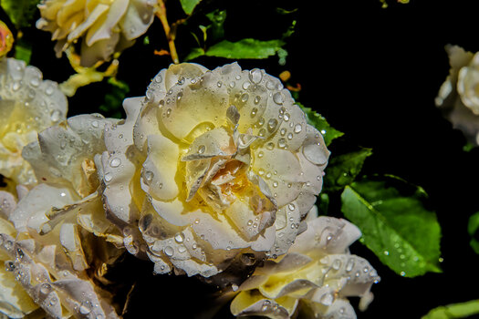 750_8077-Bearbeitet.JPG