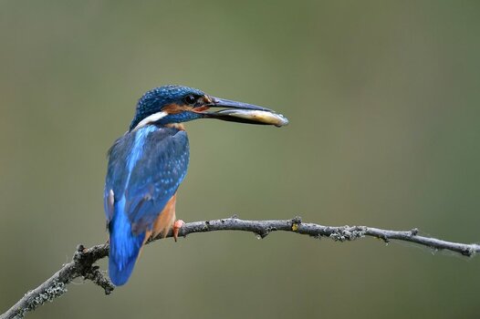 DSC_5458.JPG
