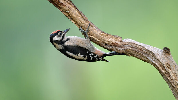 DSC_5200_2.jpg