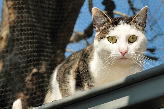 Katze auf einem Dach aus der Froschperspektive von unten fotografiert. 