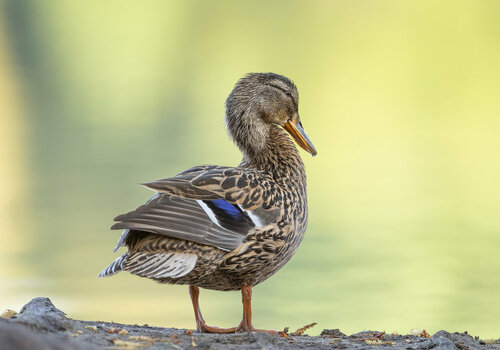Duck_alone_cut.jpg