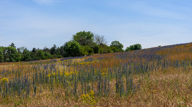750_8172.JPG