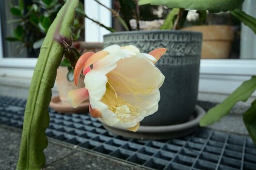 DSC_8981_00001n.jpg