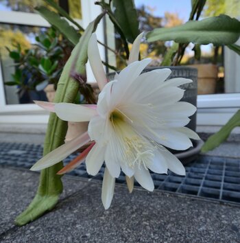 DSC_8986_00001_01n.jpg
