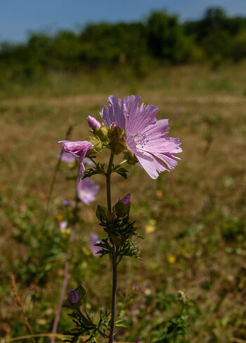 750_8223.JPG