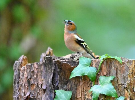 DSC_5253~2.JPG