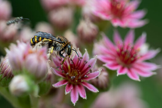 Z62_8081-Internet + Metadaten 1000-2.jpg