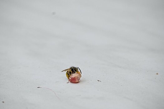 DSC_0214 1.jpg