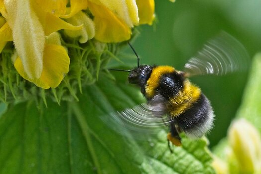 Erdhummel6.jpg