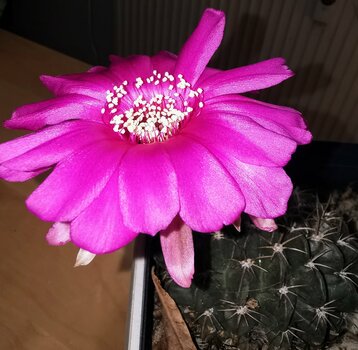 IMG_20220702_112108.jpg