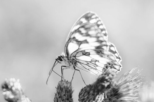 DSC_0562.jpg