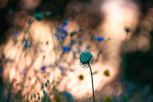 sommer-9220.jpg