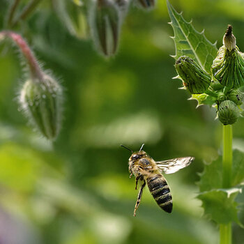 07 Fenkegarten-Insekten_7_22.jpg