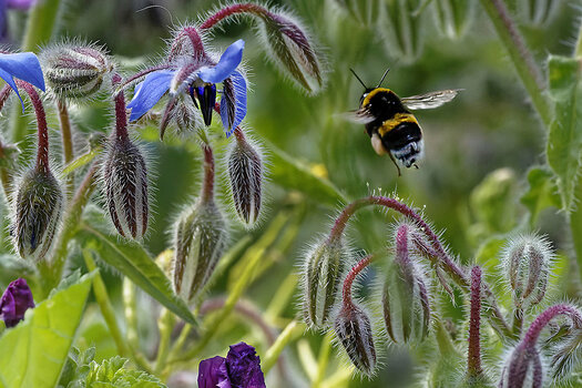 03 Fenkegarten-Insekten_7_22.jpg