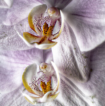 web-Orchideen-3.jpg
