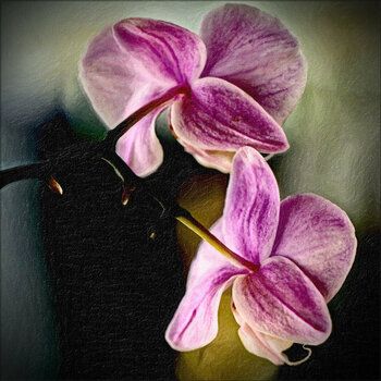 Orchideen-1.jpg
