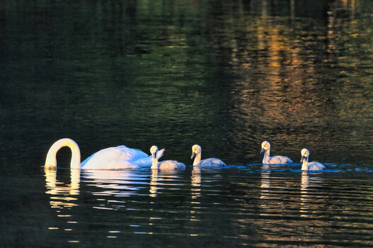 DSC_5036 Schwan Fam.jpg