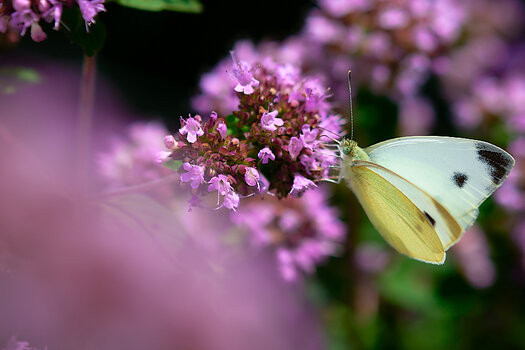 DSC_4414.jpg
