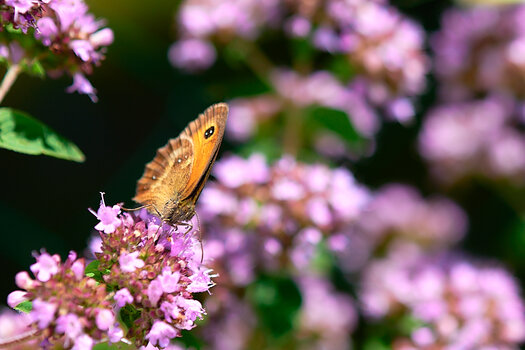 DSC_4411 1.jpg