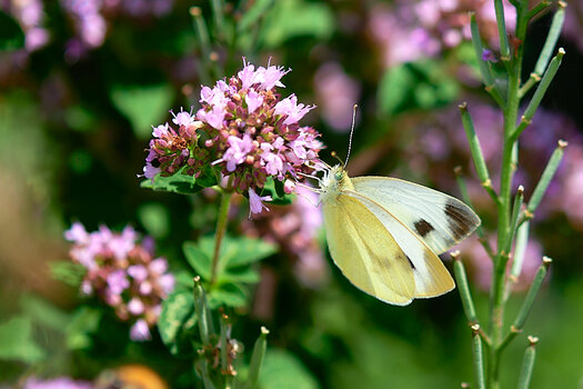 DSC_4394.jpg