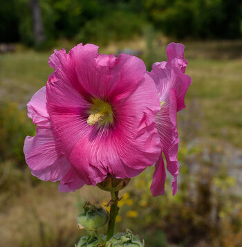 750_8261.JPG