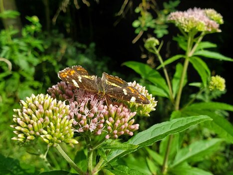 2022-07-12_08-39-23.jpg