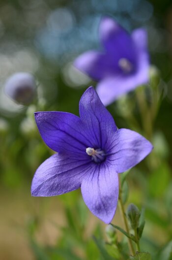 DSC_8991_00001n1.jpg