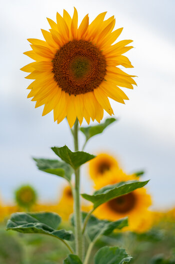 sonnenblumen-9749.jpg